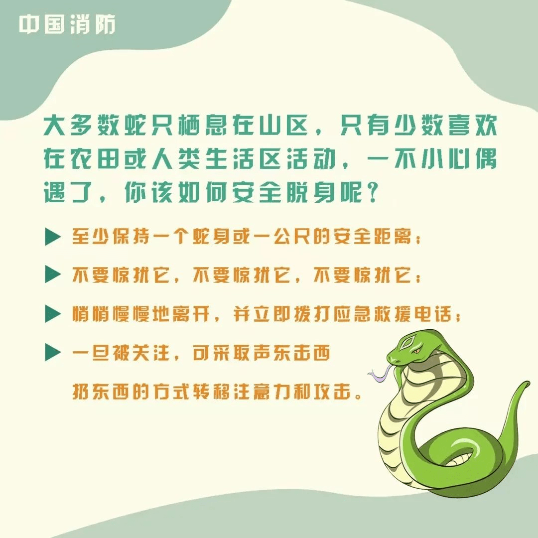 与蛇偶遇我们如何做