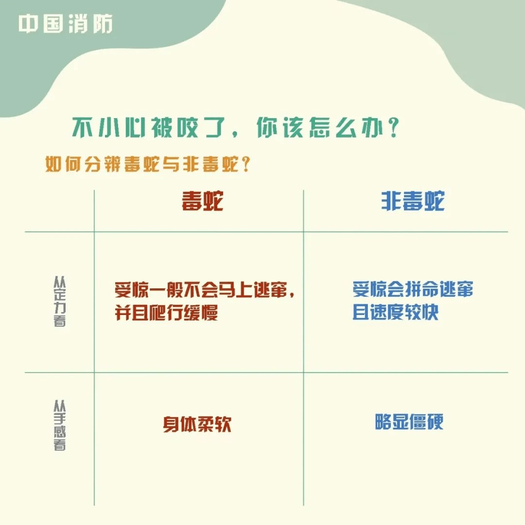 与蛇偶遇我们如何做