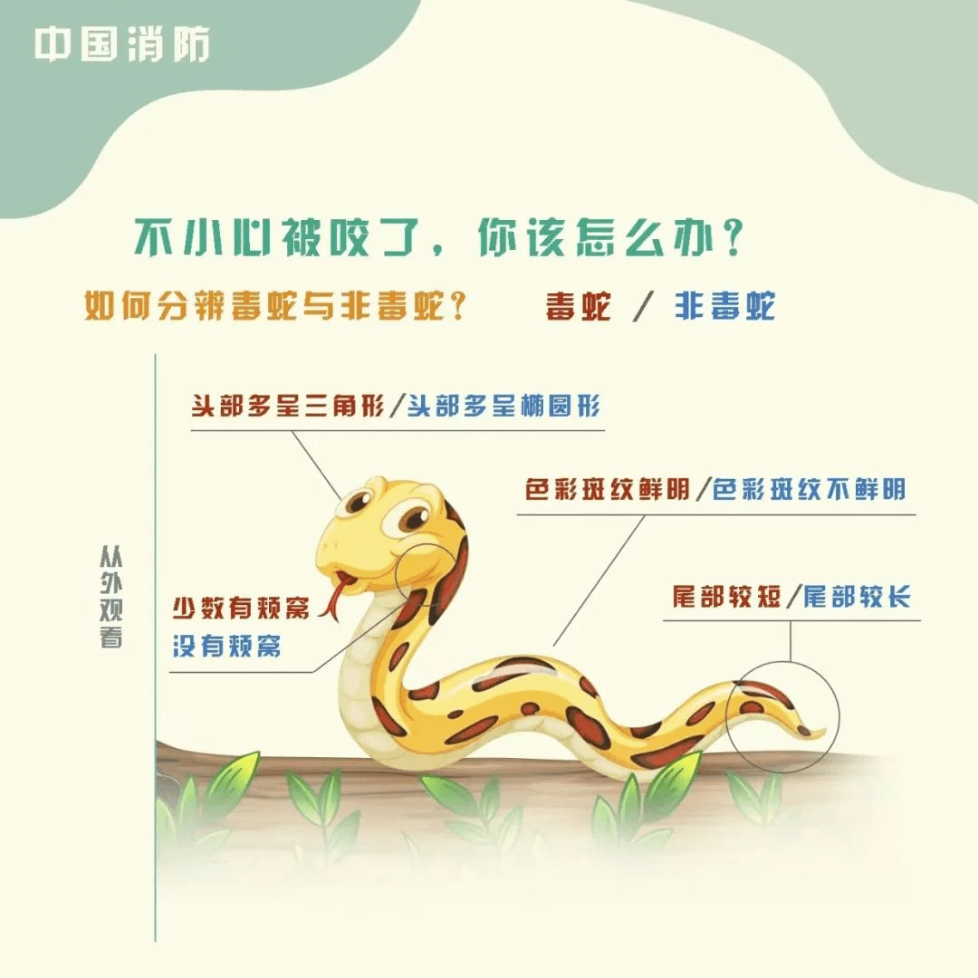 与蛇偶遇我们如何做