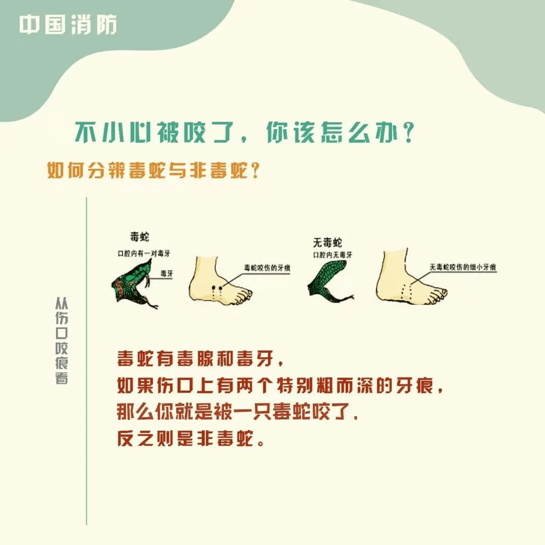 与蛇偶遇我们如何做