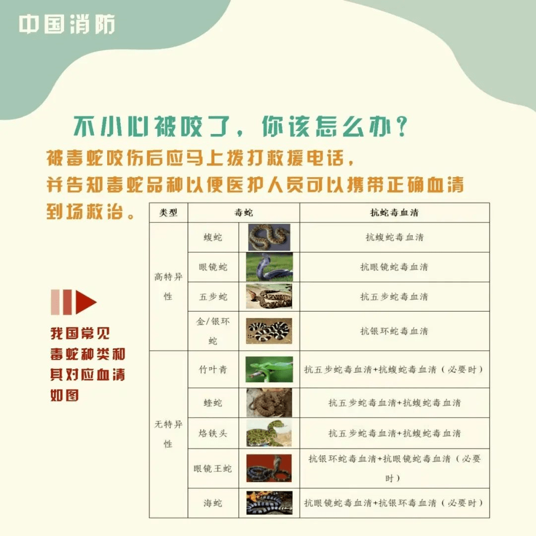 与蛇偶遇我们如何做