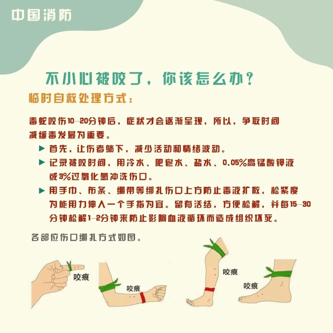 与蛇偶遇我们如何做